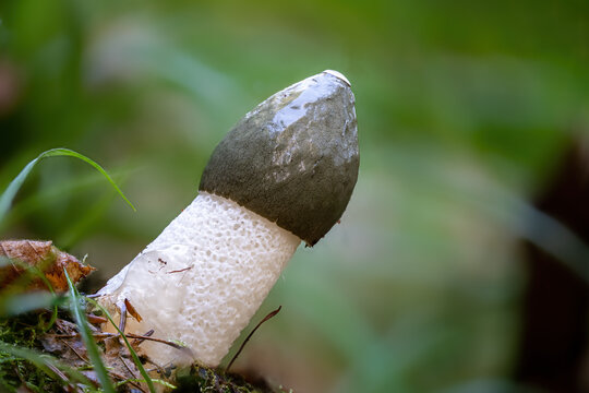 Detailed view of a stinkhorn against a blurred background