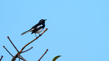 Bird Oriental Magpie-Robin perched on a branch in the sky background.