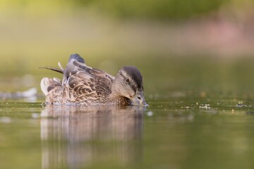 Beautiful portrait of a female mallrad. Wild  duck swims on the pond with its beak submerged in the water.  Anas platyrhynchos