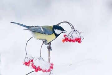 Winter scene with a cute great tit. Parus major. Titmouse sittging on the viburnum twig.