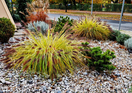 ornamental flower bed with perennial pine and gray granite boulders, mulched bark and pebbles in an urban setting near the parking lot shopping center.