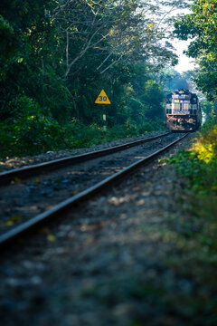 A train running on railway track passing through a dense reserve forest area in Jorhat, Assam. The railway track cuts through Hoolongapar gibbon wildlife sanctuary