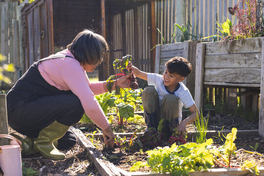 Happy biracial grandmother and grandson picking vegetables in sunny vegetable garden