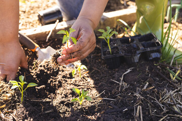 Close up of hands of senior biracial woman holding seedling in sunny garden