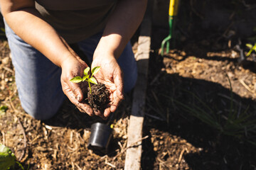 Close up of hands of senior biracial woman holding seedling in sunny garden, copy space