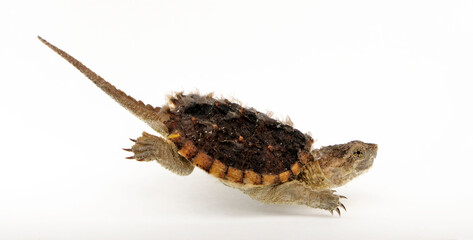 juvenile Common snapping turtle // junge Schnappschildkröte (Chelydra serpentina)