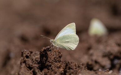 white butterfly taking minerals from the groun, Mountain Small White, Pieris ergane
