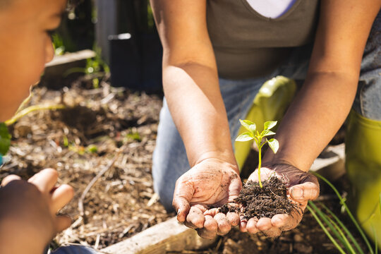 Biracial grandmother and grandson holding seedling in sunny garden