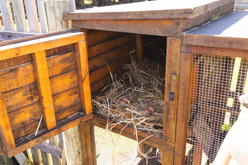 Close up of henhouse with hay and eggs in sunny garden