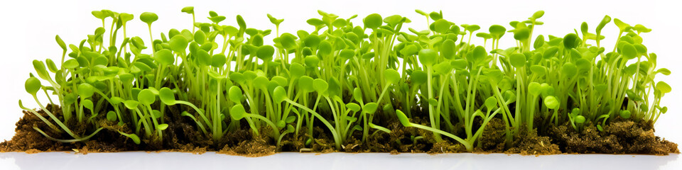 Obraz na płótnie Canvas Group of young peas sprouts plants isolated on transparent background.
