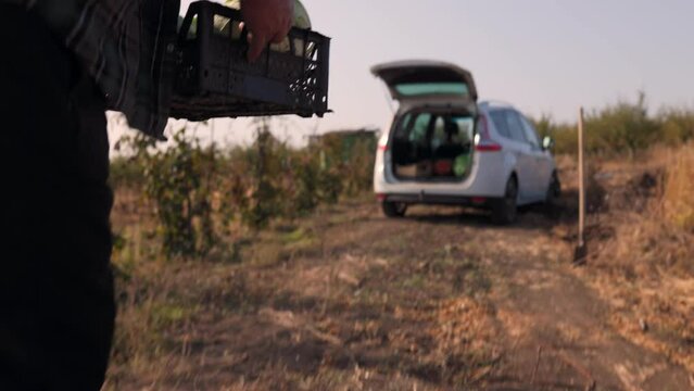 Rural Reverie in 4K Back View Tracking Shot of an Aged Farmer Loading Fresh Produce During Harvest Time. This scene serves as a powerful ode to the American harvest and farmland