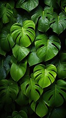 Dark green leaves of monstera or split-leaf philodendron the tropical foliage plant growing in wild on background. Agriculture plants illustration. Generative AI