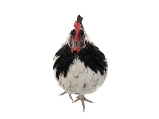 chicken lakenfelder isolated on a white background