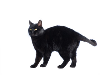 black cat isolated on white background