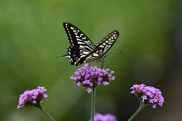Swallowtail butterfly and purple flower.	