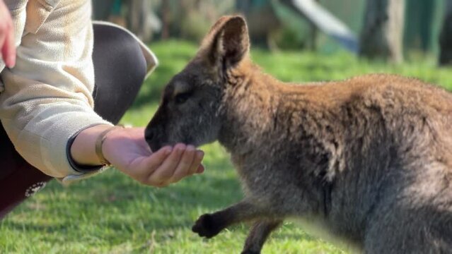 Woman feeding cute Wallabee out of hand; side view