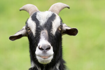 可愛いヤギ