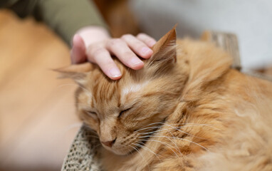 ネコの頭を撫でる　茶トラ猫