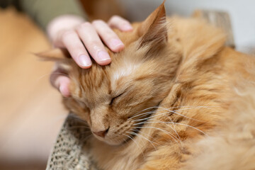 ネコの頭を撫でる　茶トラ猫