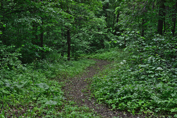 Fototapeta premium dirty footpath in the green forest