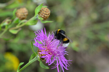 bumblebee on the purple flower copy space   