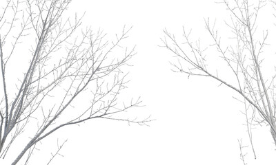 Fototapeta na wymiar branches silhouette