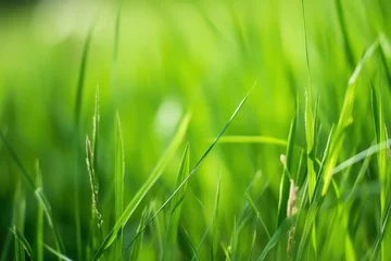 Crédence de cuisine en verre imprimé Herbe natural and herbal green grass farm field with sunlight effect