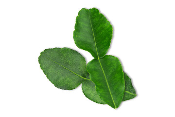 Kaffir lime leaves on white background with clipping path