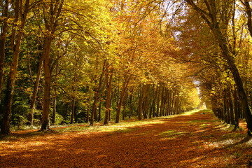 Obraz premium la forêt de Paris, France