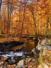 trees in red and orange foliage on the river bank. water stream with rocky shore in the valley. sunny forenoon