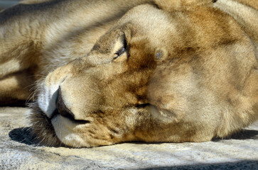 Naklejka premium ライオン