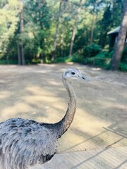 Wild ostrich in the zoo