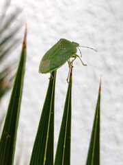 green stinky bugs sitting on the leaf of majesty palm close up