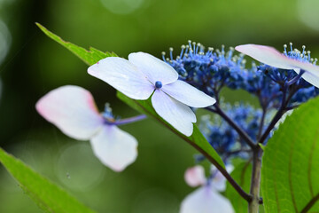 Flowers of hydrangea bloom in rainy season of Japan.