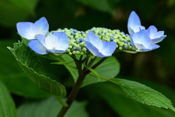 Flowers of hydrangea bloom in rainy season of Japan.