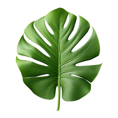 Monstera leaf isolated on transparent background,transparency 