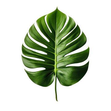 Monstera leaf isolated on transparent background,transparency 