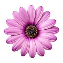 Purple daisy flowet blossom isolated on transparent background,transparency 