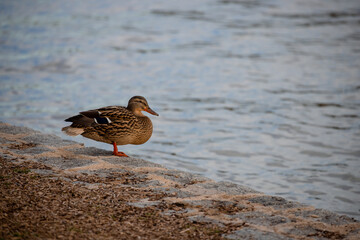Adult female of mallard standing next to a lake in Madrid