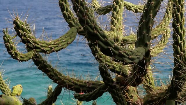 Watching the sea through a cactus