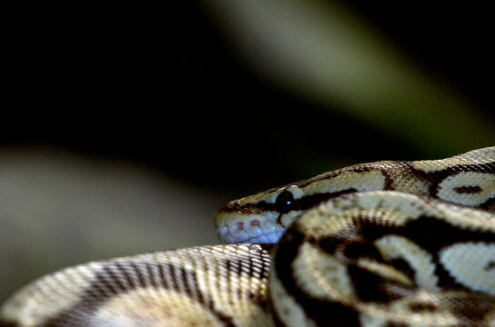 ボールパイソン