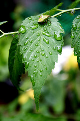 비 내린 후 나뭇잎에 빗방울과 곤충 