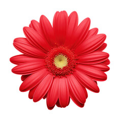 red daisy isolated on transparent background,transparency 