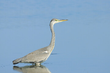 Grey heron, Ardea cinerea, fishing in shallow water 
