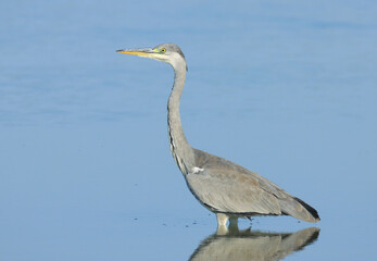 Grey heron, Ardea cinerea, fishing in shallow water 