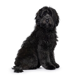 Gorgeous young black Labradoodle dog, sitting up side ways. Looking straight to camera. Isolated on a white background.
