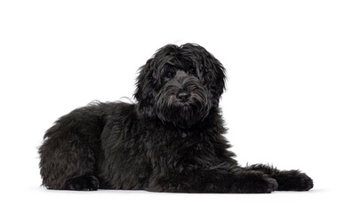 Gorgeous young black Labradoodle dog, laying down side ways. Looking straight to camera. Isolated on a white background.