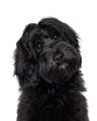 Head shot of gorgeous young black Labradoodle dog, sitting up facing camera. Looking beside camera with cute head tilt. Isolated on a white background.