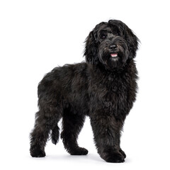 Fototapeta premium Gorgeous young black Labradoodle dog, standing side ways with mouth open smiling. Looking straight to camera. Isolated on a white background.