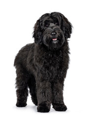 Gorgeous young black Labradoodle dog, standing facing front with mouth open smiling. Looking straight to camera. Isolated on a white background.